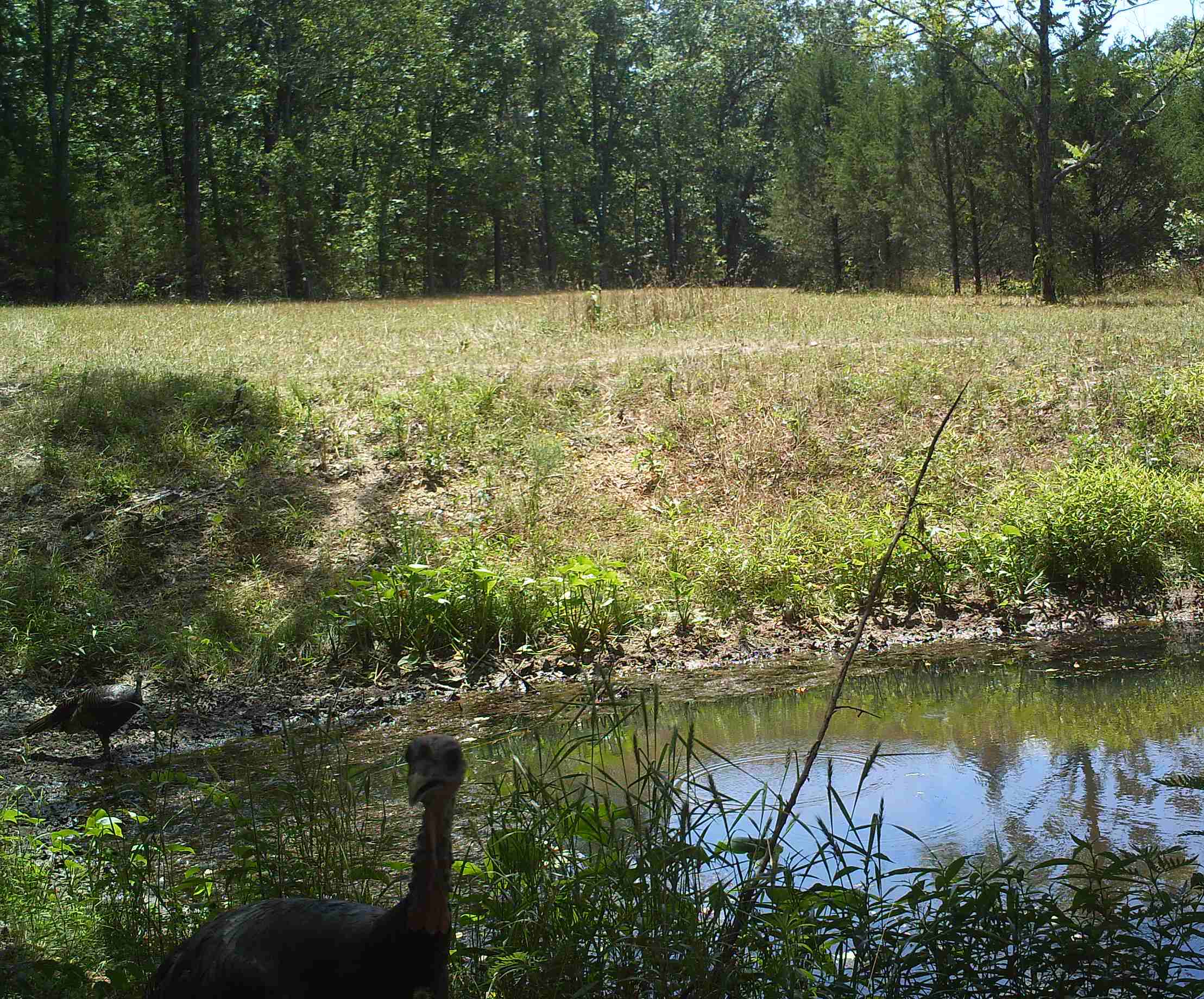 food-plot