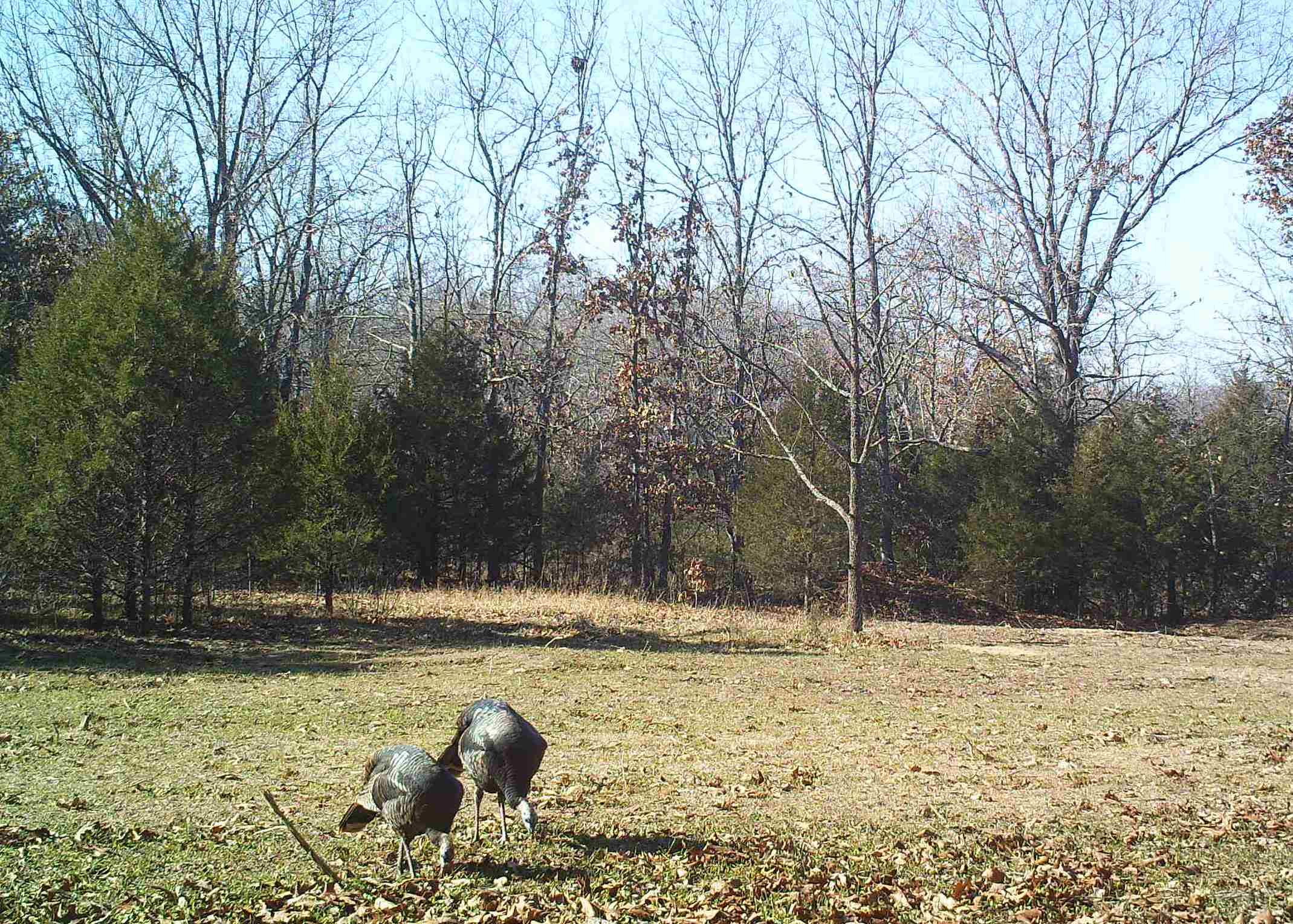 food-plot6
